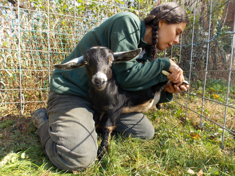 Anna Hess ’00 clipping a goat's hooves